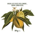 thumbnail image 2 of Men's LRG When Life Gives You Lemons…  Graphic Tee White Medium, 2 of 5