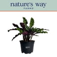 thumbnail image 4 of Nature's Way Farms Calathea Rattlesnake Live Plant (4-7 inches tall) in growers pot, 4 of 5