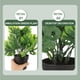 thumbnail image 2 of GOOHOCHY Mini maceta de bonsái de monstera simulada. Decoración de monstera en maceta. Mini planta de monstera. Decoración de bonsái., 2 of 8