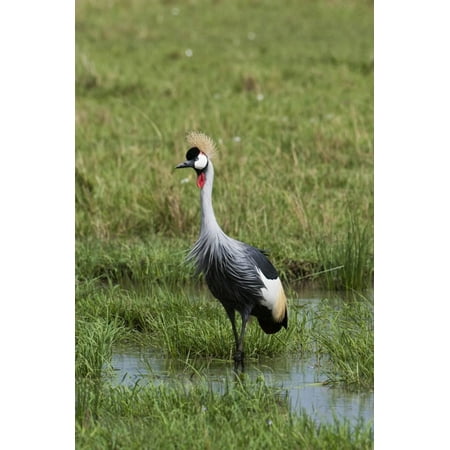 grey crowned crane balearica