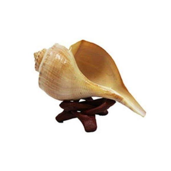 U.S. Shell 08013 Channel Whelk with Wooden Stand