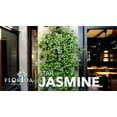 thumbnail image 4 of Star Jasmine  10 Live Plants  Trachelospermum Jasminoides  Fragrant Blooming Evergreen Vine, 4 of 9