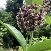 Milkweed, common Plant, (Asclepias syriaca L) 2.5 inch pot
