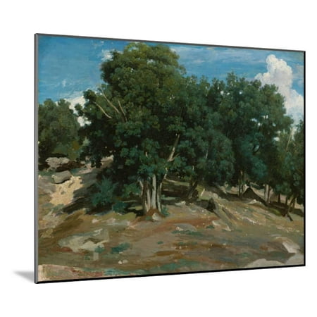Oak Wood Wall Fontainebleau: Oak Trees at Bas-Bréau, 1832-3 Wood Mounted Print Wall Art By Jean-Baptiste-Camille Corot ()