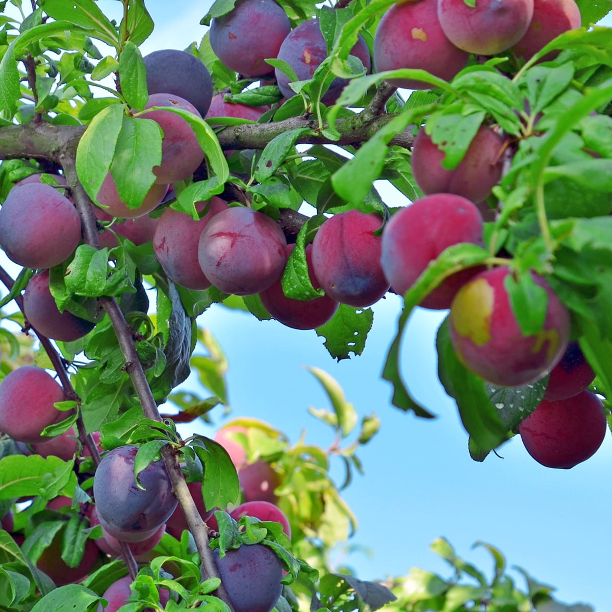 Van Zyverden Plum Tree Methley 1 Plant Root Stock White Full Sun Fruiting 4 lb