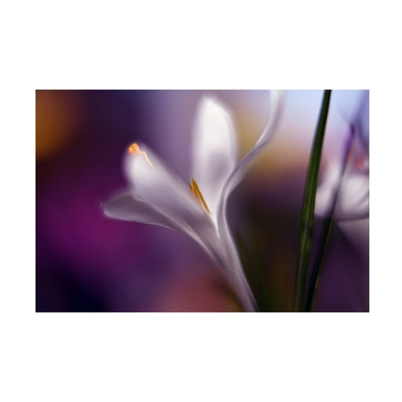 Canvas Wall Art - Heidi Westum 'Midnight Crocus' Wall Art for Living Room, Bedroom, or Office D?cor by Trademark Fine Art - 19 x 12 Inches