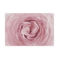 Trademark Fine Art 'Large Pink Rose' Canvas Art by PhotoINC Studio