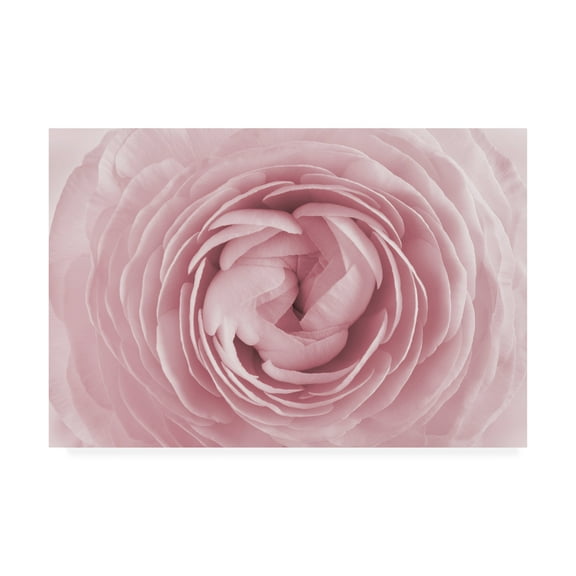 Trademark Fine Art 'Large Pink Rose' Canvas Art by PhotoINC Studio