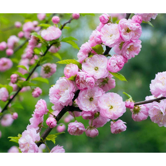 2 Pink Flowering Almond Trees Shrubs Prunus Triloba Plant 6-12" Tall 4"Pot,No Ship OR, Dormant in Winter
