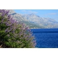 thumbnail image 4 of 25 CHASTE BERRY TREE Vitex Agnus Castus Monk's Pepper Purple Fragrant Flower Seeds, 4 of 11