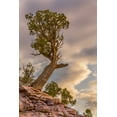 thumbnail image 2 of Lord, Fred 17x24 White Modern Wood Framed Museum Art Print Titled - CO, Fruita Juniper at sunrise in Colorado NM, 2 of 4