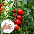 thumbnail image 2 of Plant Climbing Net Green Gardening Multi-purpose Support Vine Grid Polypropylene Accessories-3794946777047, 2 of 3