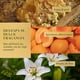 thumbnail image 4 of Crema para Peinar Herbal Essences Bío:Renew Manuka Honey & Aloe 300 ml, 4 of 5