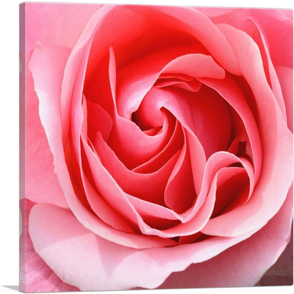 ARTCANVAS Rose Texture Home decor Canvas Art Print - Size: 36" x 36" (0.75" Deep)