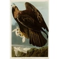 thumbnail image 3 of Vintage Apple Collection 13x18 Black Modern Framed Museum Art Print Titled - Golden Eagle, 3 of 5