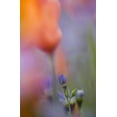 thumbnail image 2 of Anon, Ellen 17x24 White Modern Wood Framed Museum Art Print Titled - California, Abstract of poppies and gilia flowers, 2 of 4