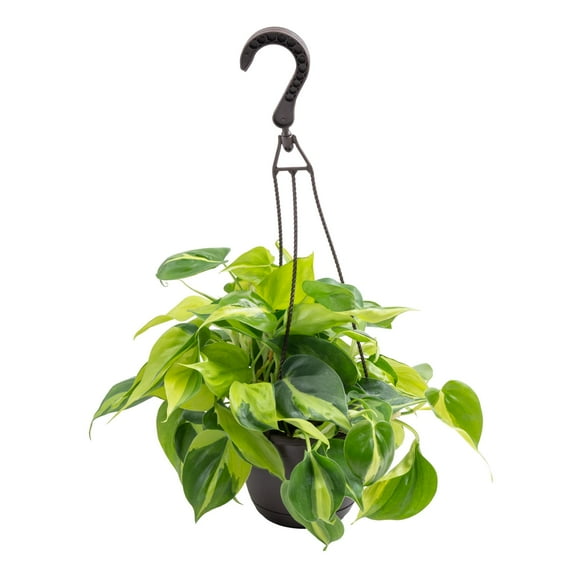 Exotic Angel by Costa Farms 12" Assorted Foliage House Plant in 6.6" Hanging Basket