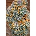 thumbnail image 2 of Engelbrecht, Jim 23x32 White Modern Wood Framed Museum Art Print Titled - Crassulaceae-succulent, 2 of 4