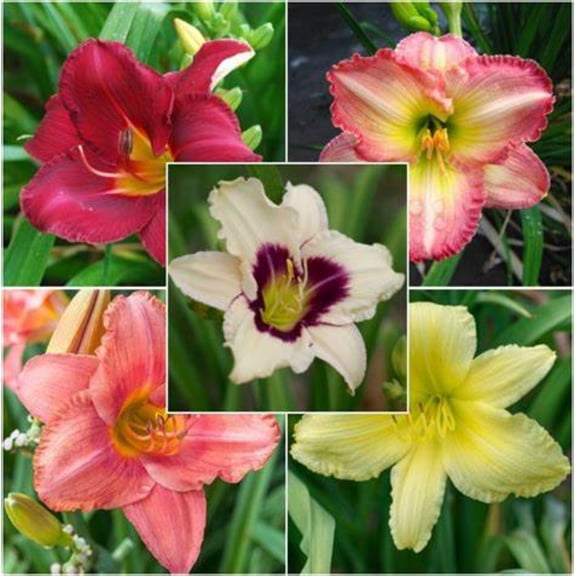 Daylily-Simple to Grow Premium Garden Stakes Attractive Exquisite Ornamental Blooms