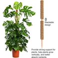 thumbnail image 2 of Paquete de 2 soportes para plantas trepadoras, palo extensible de musgo de coco, 2 of 5