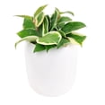 thumbnail image 2 of Variegated Hoya Carnosa (6"+ Grower Pot) - The Best Houseplants for Hanging Baskets, 2 of 4