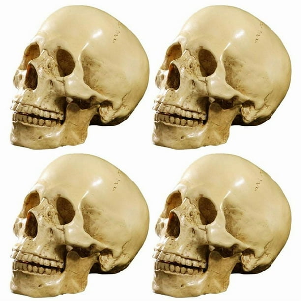 4X Modelo 1: 1 Resina Cráneo Humano Anatomía Enseñanza Decoración Amarillo