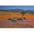 thumbnail image 2 of Young, Bill 18x13 White Modern Wood Framed Museum Art Print Titled - Orange purple blossoms, Namaqua NP, South Africa, 2 of 4