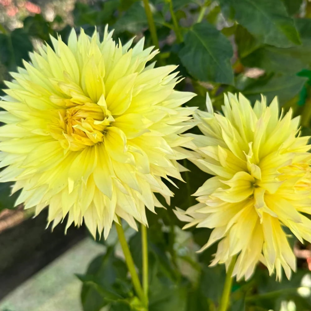 40 Seeds Sassafrass Dahlia Mix Pollinator Friendly Heirloom Flower Seeds for Garden Blooms