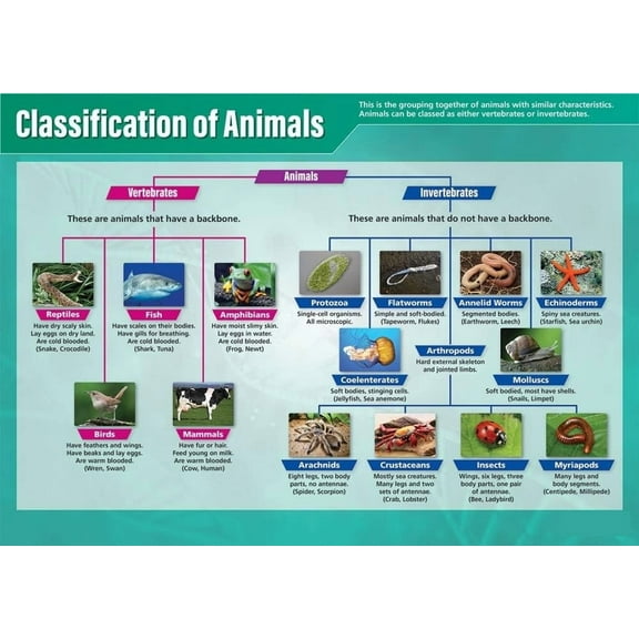Classification of Animals Science Classroom Poster STEM Middle & High School Class Decoration