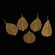 thumbnail image 4 of 5 Piezas de Hojas de Pntas Prensadas Secas Naturales para Fabricación de Bricoje Gloria Hojas secas prensadas naturales, 4 of 9