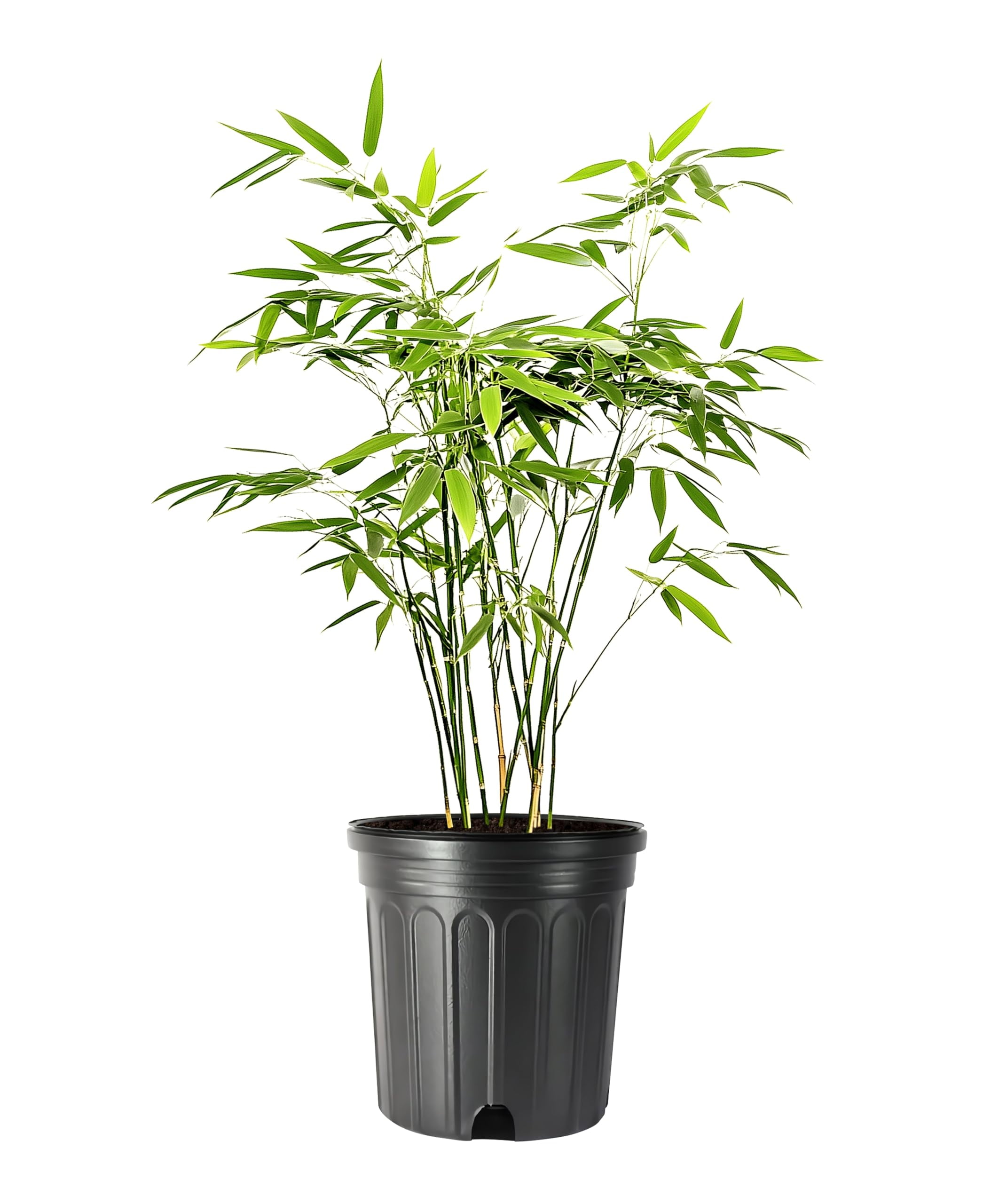 Bamboo Fernleaf | 3 Extra Large 3 Gallon Plant | Bambusa multiplex