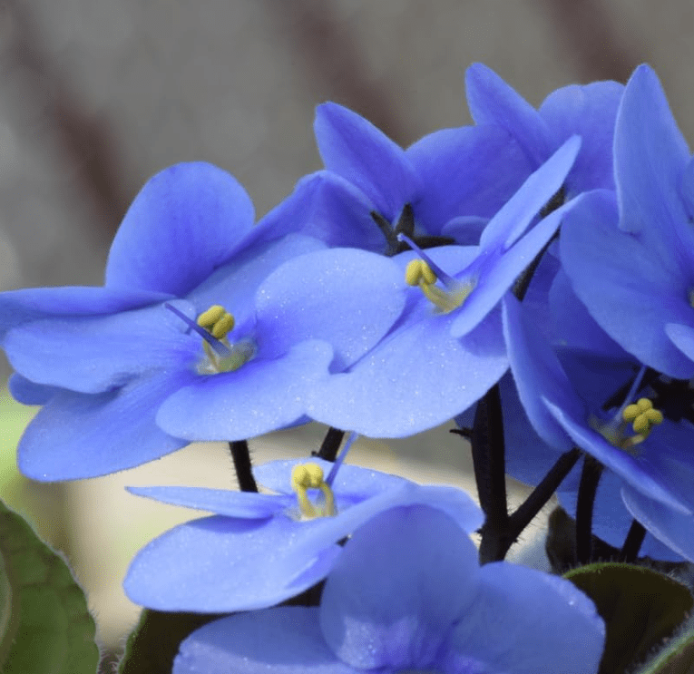 Violets Blue Live Plants Houseplants, Blue African Violet Flower 4 Inches Pot, Live Plant Indoor Ready to Grow Your Garden, African Violet Flowers, 3-5 Inch Pot