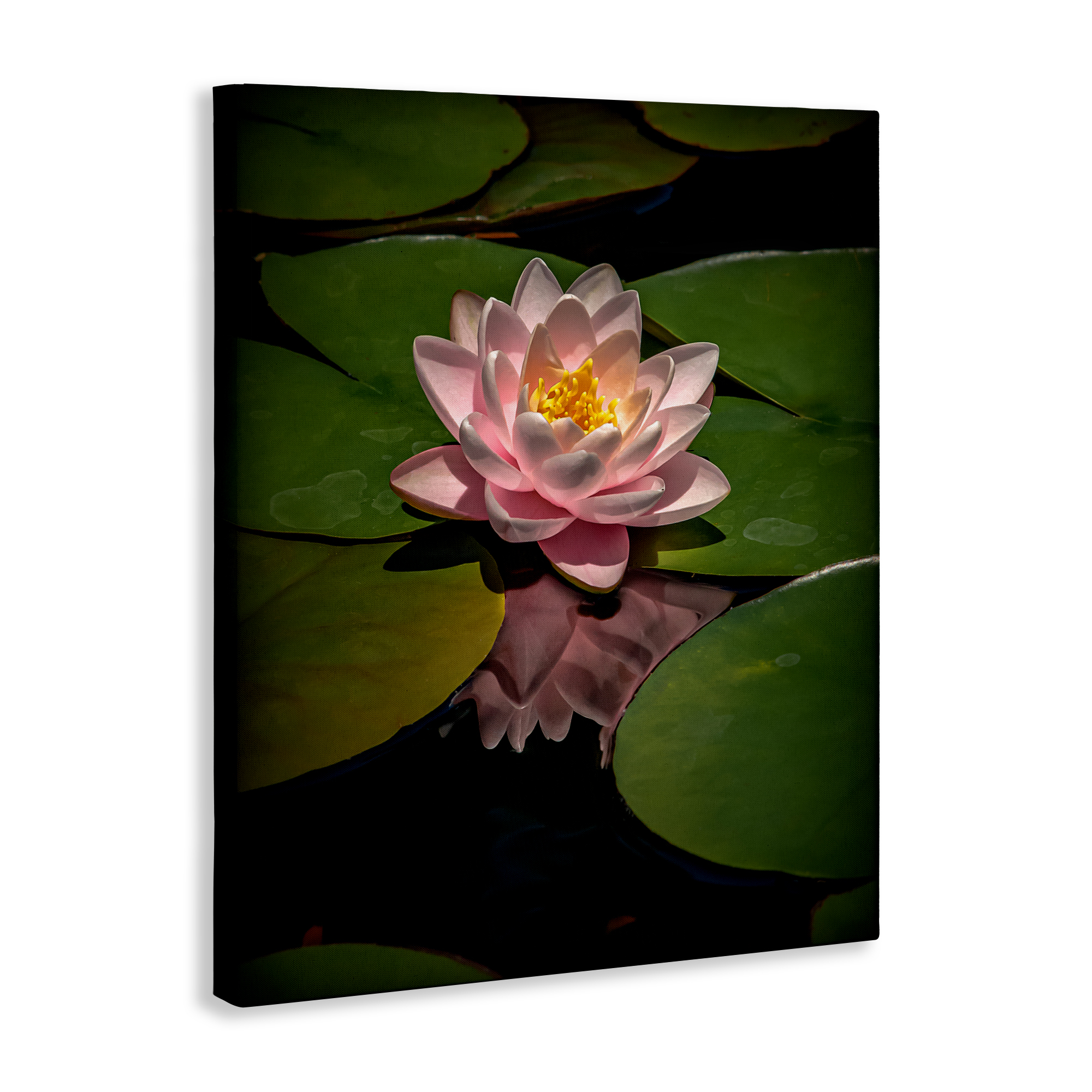 Pink Lotus Among Lily Pads Canvas Wall Art, design by Phillip Flowers