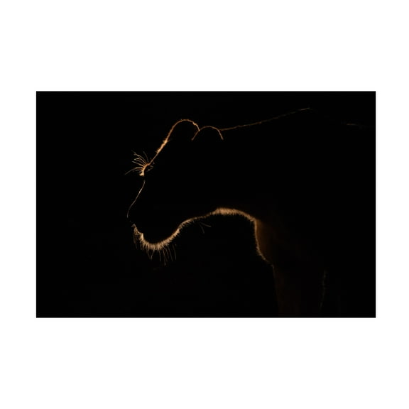 Canvas Wall Art - Amnon Eichelberg 'Lion Still' Wall Art for Living Room, Bedroom, or Office D?cor by Trademark Fine Art - 19 x 12 Inches