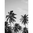 thumbnail image 3 of Design Fabrikken 14x18 Black Modern Framed Museum Art Print Titled - Palms in Grey, 3 of 5