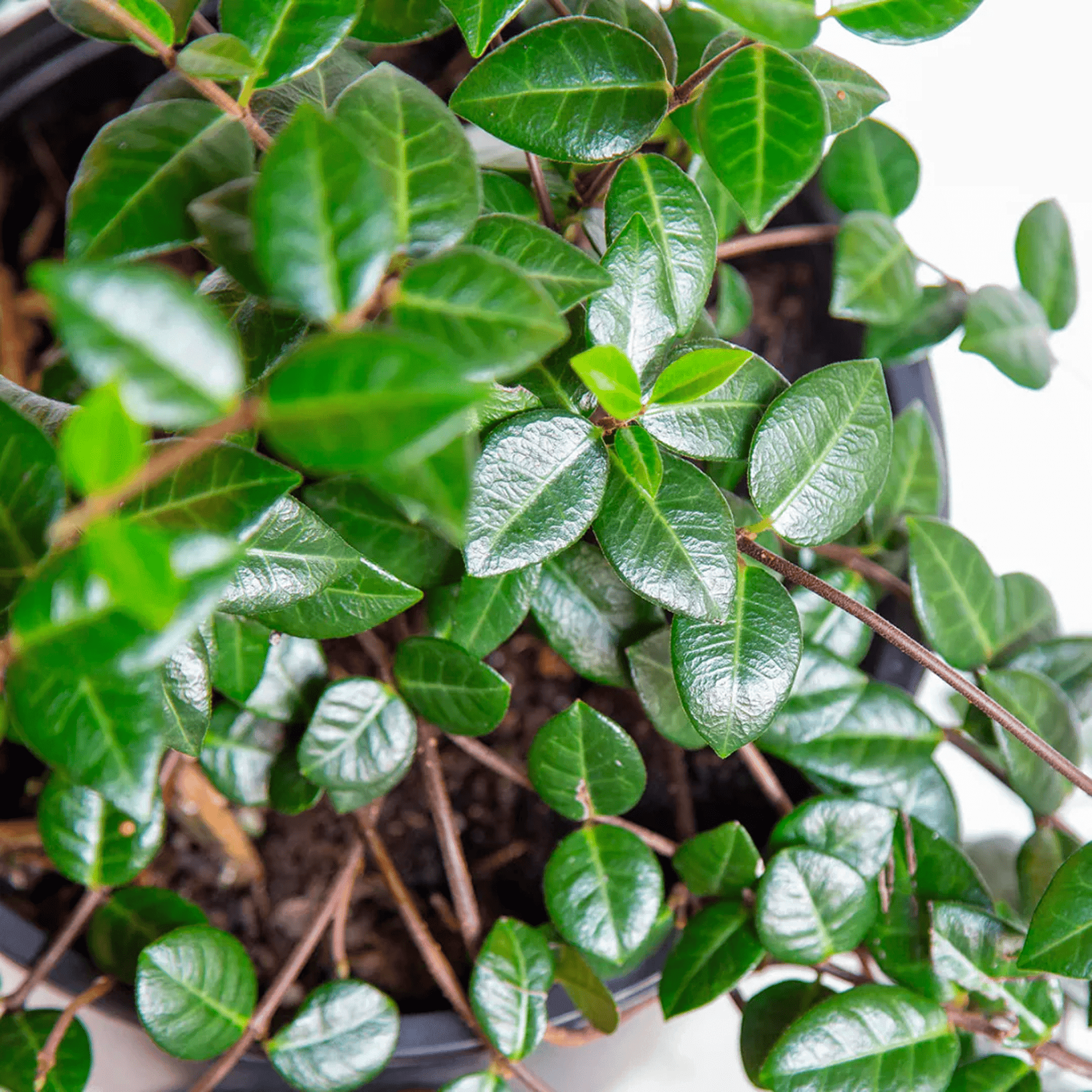 Asiatic Jasmine Live Plants, Evergreen Groundcover, Glossy Green Leaves, Easy Growth