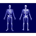 thumbnail image 2 of X-ray Skeleton Blue Wall Mural by Wallmonkeys Peel and Stick Graphic (36 in W x 33 in H) WM171745, 2 of 4