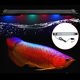 thumbnail image 3 of Lámpara de luz colorida ajustable con soporte LED para aplicación de teléfono y pecera para acuario 100-240VUS 10W, 3 of 5