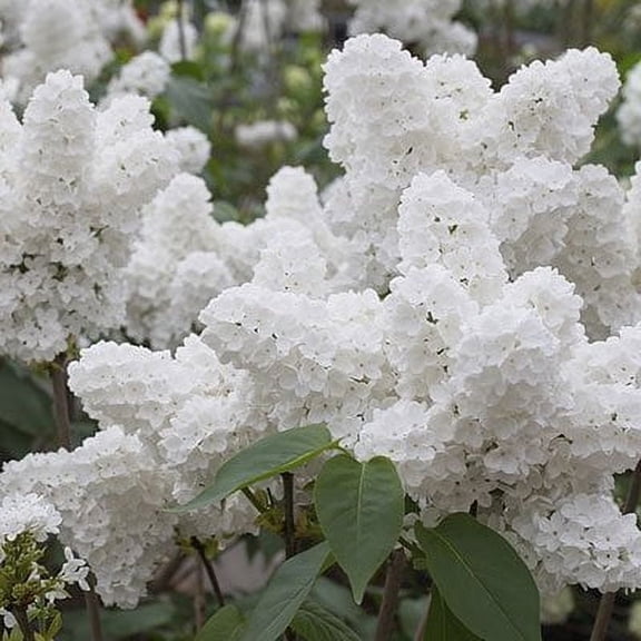 KVITER 25 White Japanese Lilac Syringa Reticulata Plant Seeds