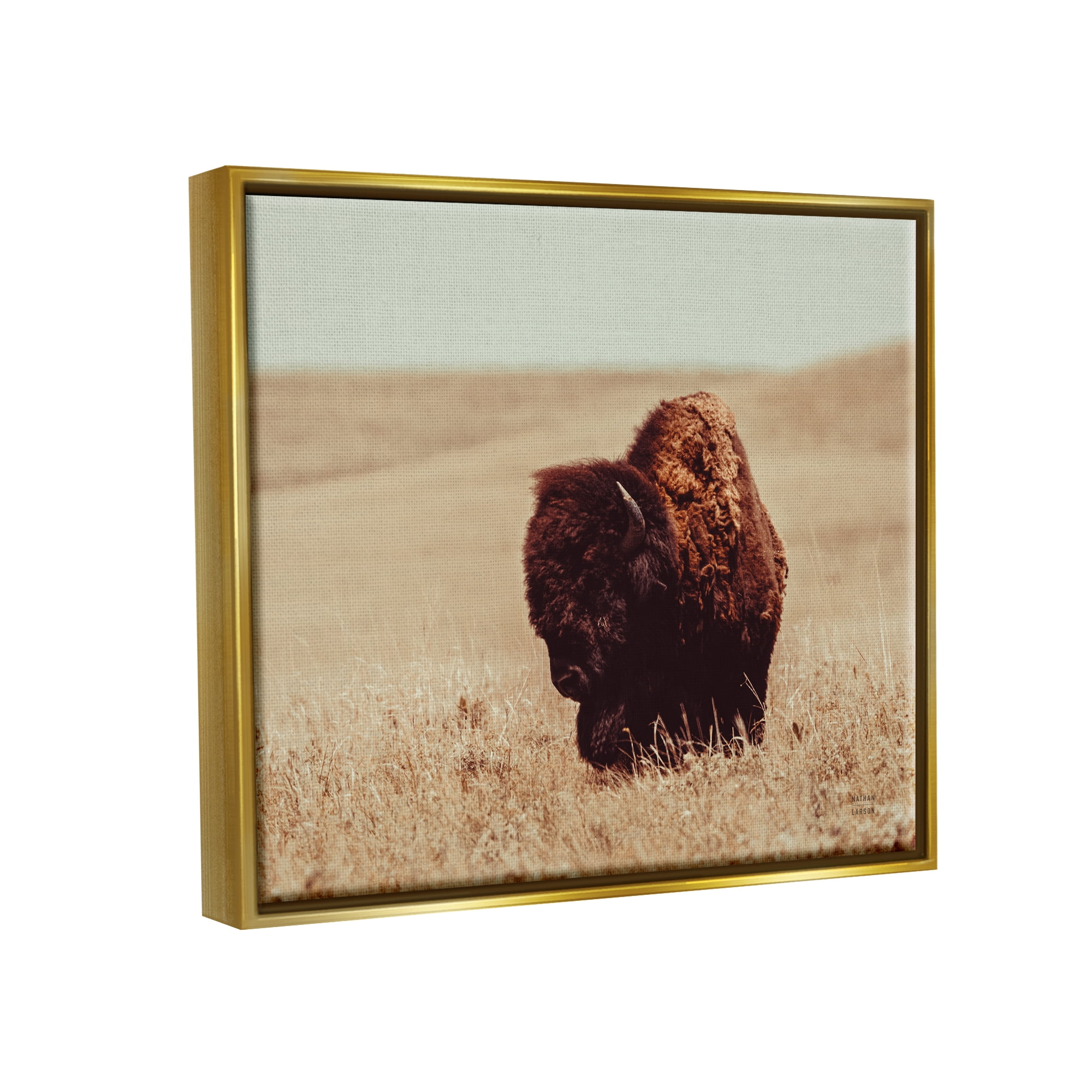 Stupell Industries Bison Grazing Tall Grass Animals & Insects Photography Gold Floater Framed Canvas Art Print Wall Art, 21 x 17