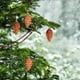 thumbnail image 2 of Decoraciones Del Árbol de Navidad 9cm Decoración Del Árbol de Navidad / 8 Piezas Colgante Del Árbol de Navidad Colgante en Forma de Plástico Bola de Navidad Ornamentos Del Árbol de Navidad, 2 of 6