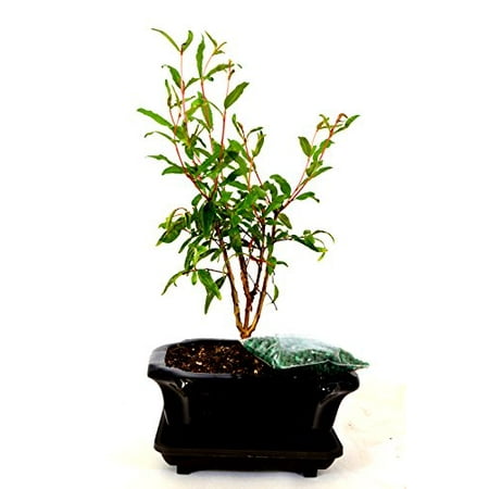 9GreenBox - Dwarf Pomegranate Mame Bonsai Great Fruiting Plant With Ceramic (Best Bonsai Plants In India)