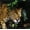 Rainforest Jaguar, variant on Elephant Stock Green Eyed Jaguar Wall Art - Horizontal Canvas Wall Art - Bedroom Wall Decor - Animal Canvas - Green And White Decor - 12" x 8"