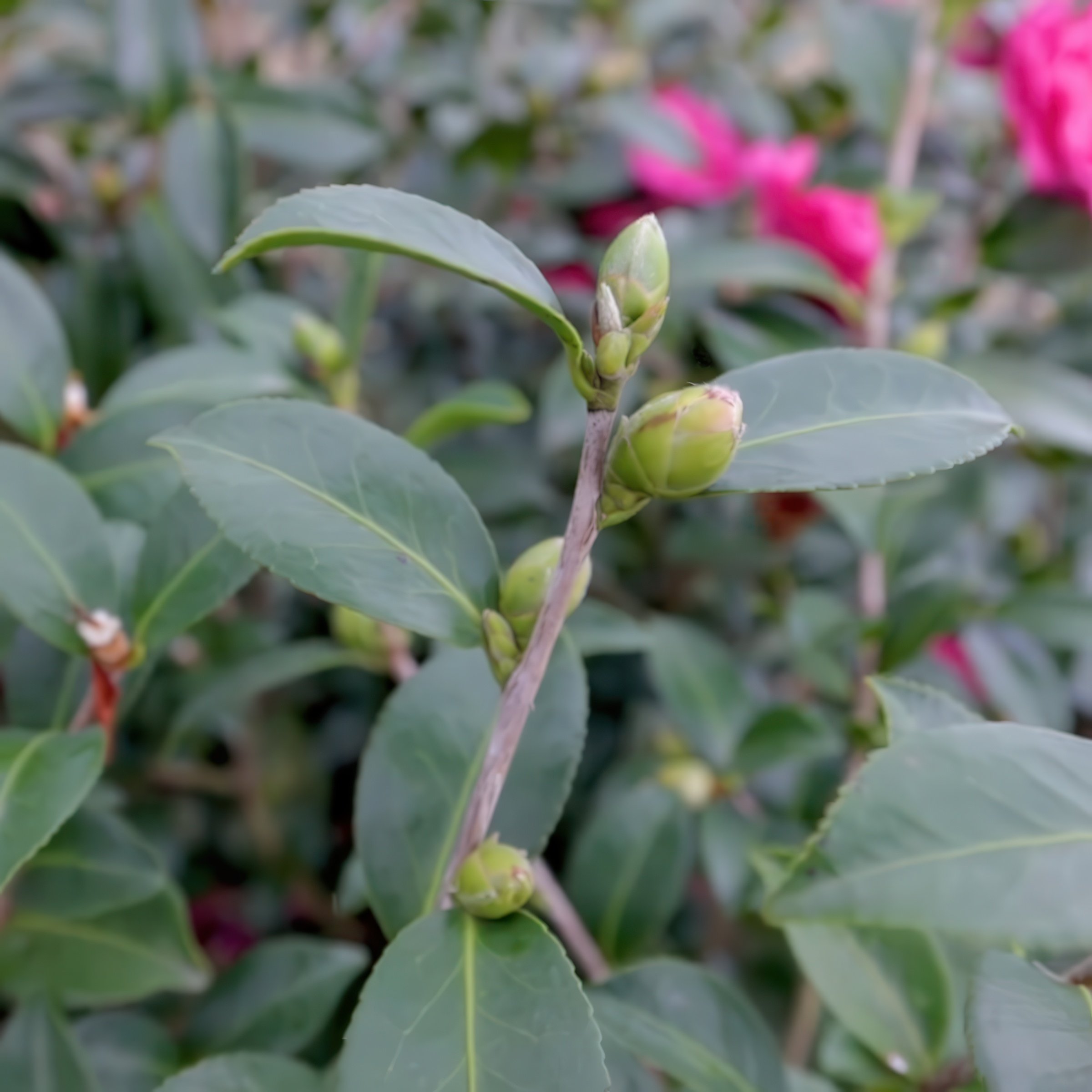 National Plant Network 1 gal. Camellia Sasanqua Alabama Beauty Shrub