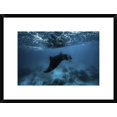 thumbnail image 1 of Global Gallery Barathieu Gabriel 'Manta Ray' Framed Wall Art, 1 of 4