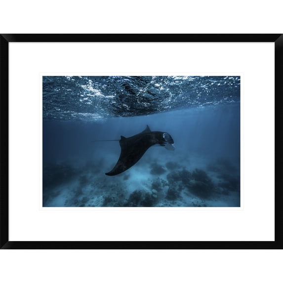 Global Gallery Barathieu Gabriel 'Manta Ray' Framed Wall Art