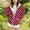 Brick Red, variant on Girls Top Girls Hooded Jacket Outerwear Zip Up Sweatshirt Casual Pullover Top for Youth Kids Lightweight Spring Fall Coat