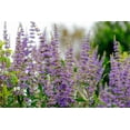 thumbnail image 2 of 25 CHASTE BERRY TREE Vitex Agnus Castus Monk's Pepper Purple Fragrant Flower Seeds, 2 of 11