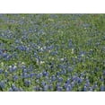 thumbnail image 2 of Highsmith, Carol 24x19 Gold Ornate Wood Framed with Double Matting Museum Art Print Titled - Bluebonnets, Fredericksburg, TX, 2 of 4