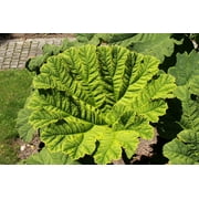 10 GUNNERA MANICATA 6 Leaves! Giant Rhubarb Dinosaur Plant Moist Shade Red Flower Seeds